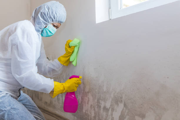 Best Commercial Mold Inspection  in Horseshoe Bend, AR